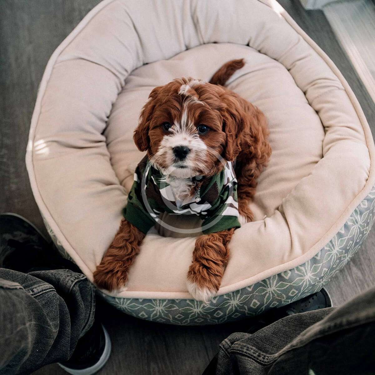 Beds for Pets